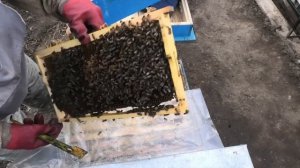 ЗИМОВКА ПЧЕЛ НА УЛИЦЕ. ПРИЕМУЩЕСТВА И НЕДОСТАТКИ.