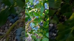 Голубика садовая сорт Валор(Valor) эту ягоду есть за что ?