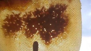 Как определить наличие клеща в пчелиной  семье .