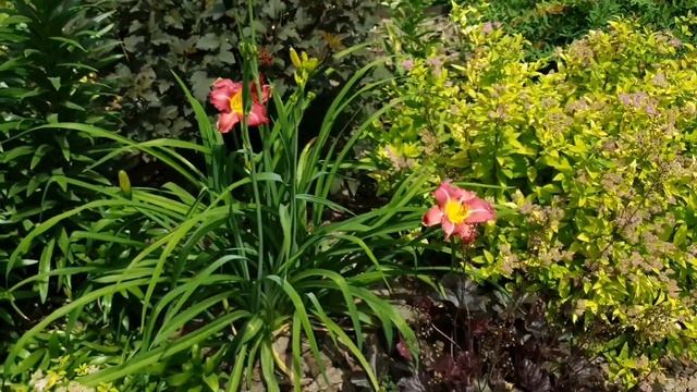 Лилейник "Tooth" смотреть онлайн