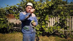 обработка винограда от плесени