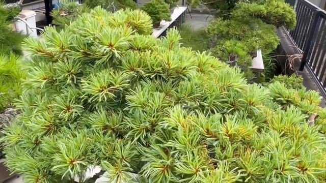 WHITE DRAGON. Коллекционная белая сосна. Бонсай и Япония. смотреть онлайн