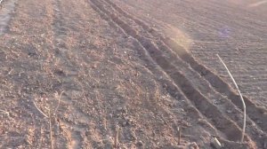 Новый метод посадки картофеля