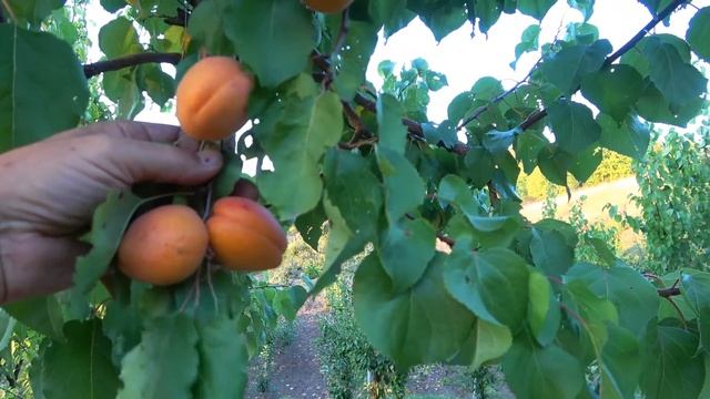 Осенний сорт абрикоса ФАРДАО - один из самых поздних - ? смотреть онлайн