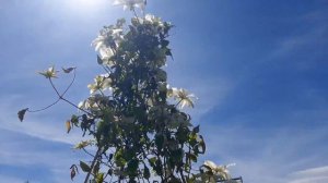 Клематис,   японский Фую - но- таби. 30 мая 2025 год