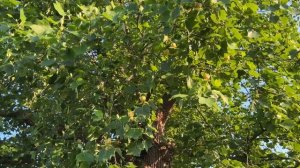 Тюльпановое дерево в монастырском саду. Есть в графск?