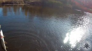 Ловля щуки (травянки)  осенью! Раздача щуки! Волга, Чард