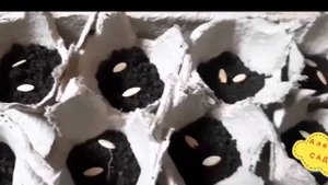 ВЫПУСК 7: Как посадить семена огурцов на рассаду🥒