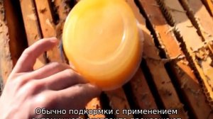 Подкормка пчел