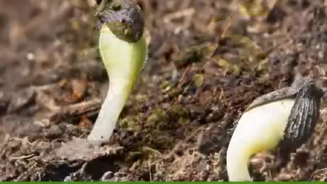 Green Box Agro система подогрева грунта смотреть онлайн