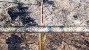 Мои прививки груши на яблоню