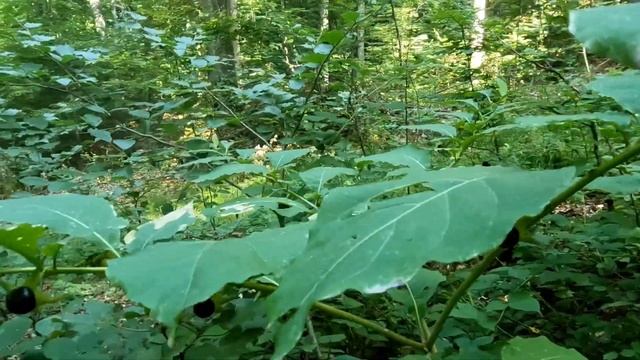 Беладонна звичайна - дуже отруйна лікарська рослина! смотреть онлайн