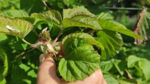 Ежевика обзорчик Блэк Даймонд и другие