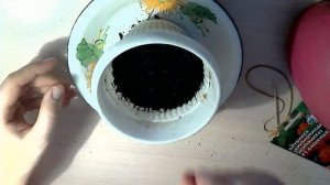 Посадка семян клубники (земляники крупноплодной)№6 Plan