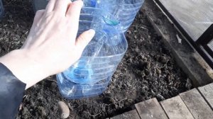 Сею  томаты сразу в теплицу. Апрель - 1 серия