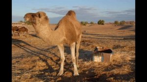 ПАЙДАСЫ МОЛ ТҮЙЕ СҮТІ. ЕМДІК ҚАСИЕТКЕ ИЕ ШҰБАТ.