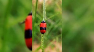 БЫСТРОЕ УНИЧТОЖЕНИЕ ВРЕДИТЕЛЕЙ, колорадский жук,бело?