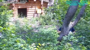 Медведь Мансур - Mansur the Bear ("Пчелы" прятали мед для Мансу