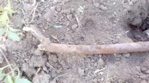 Подзимнее черенкование ИНЖИРА - это реально. Результа?