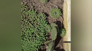 Как растёт кактус опунция