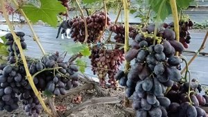 Виноград Чёрный хрусталь (Бурдак А. В.) 26.08.25г.виноградн