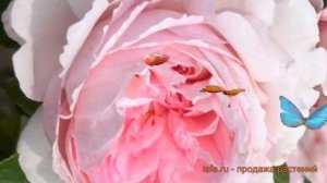 Роза парковая Принцесса Александра Люксембургская 🌿