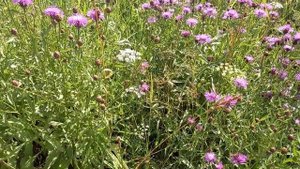 🌿ЧУДО- КОРЕНЬ, ЛЕВЗЕЯ САФЛОРОВИДНАЯ ИЛИ МАРАЛИЙ КОРЕ?