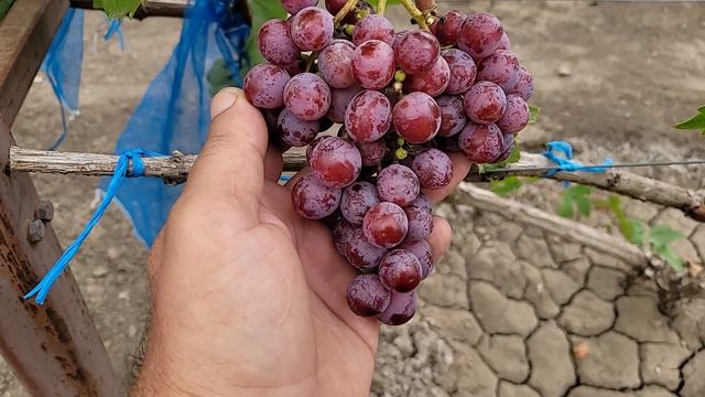 ПОЗИТИВ И НЕГАТИВ НА ПРИВИВКАХ 2024г!!! смотреть онлайн