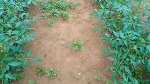 томат и салат и укроп в теплице