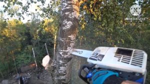 Обрезка крон высоких берёз из за опасения их падения п