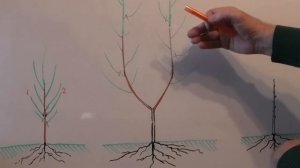 ФОРМИРОВКА КРОНЫ груши и яблони системой БИБАУМ