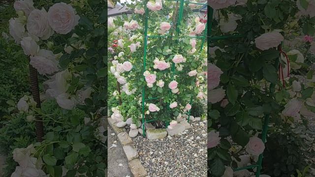 Пьер де Ронсар, буке Парфе и Мими Эден смотреть онлайн