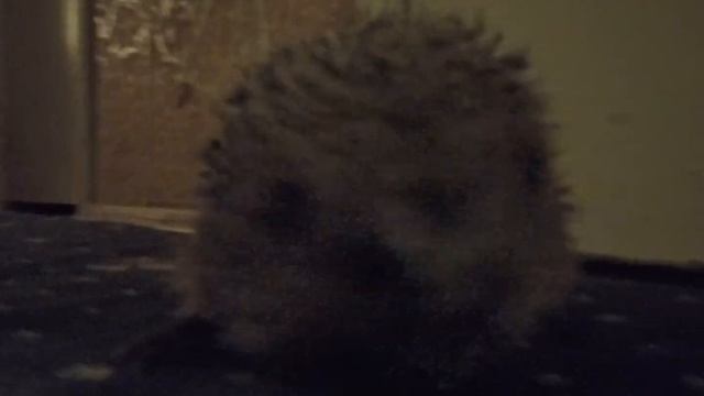 ёжик копает коврик смотреть онлайн