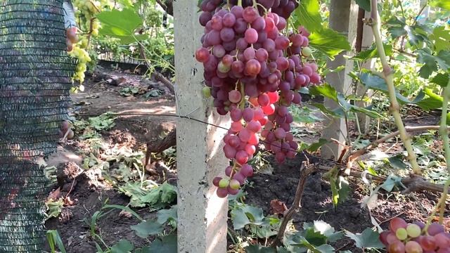 Кишмиш Алегро, добавилась еще одна форма винограда дл? смотреть онлайн