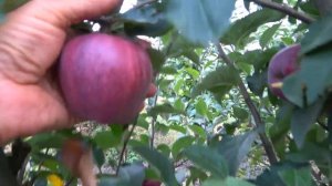 Сладкие яблоки сорта СУПЕРЧИФ САНДИДЖ  с очень хороше?