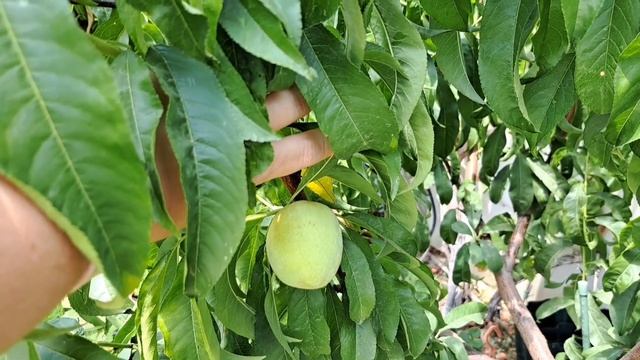 Слива Black diamond, Яблоня Anna, гранат, голубика, алыча, абрик смотреть онлайн