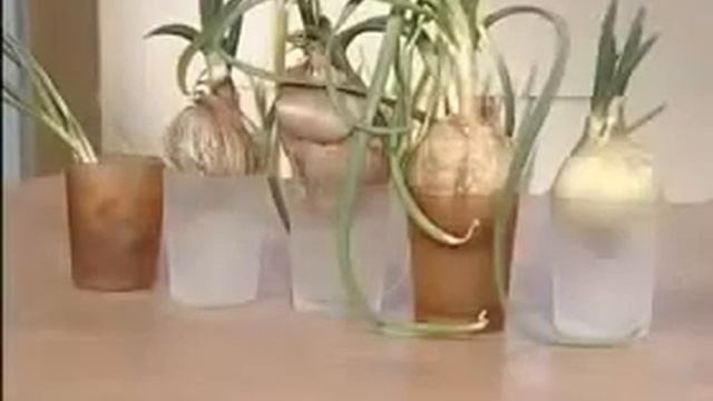 сонник зеленый лук на грядке