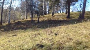 О потеплении и садоводстве в Сибири