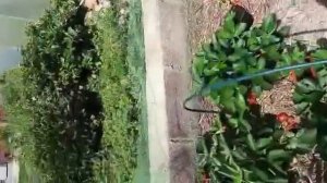 Ну какой он шикарный😍😍😍. Фенг Сянг‼️ Самый лучший?