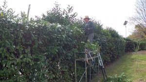 Stihl удивляет! Аккумуляторные ножницы HSA 56 и  кусторез а?