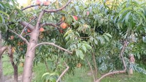 Персик Редхейвен 09.08.2025