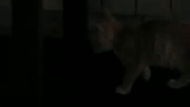 ПЕРСИК погибший маленький лето 2013 смотреть онлайн