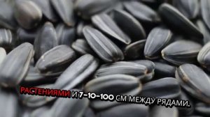 Подсолнух. Как садить. Методы. Условия. Правила.