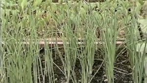 Здоровая рассада. Метод Миттлайдера. Технология изоби