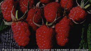 Малина Вольница