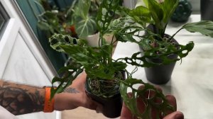 По зеленым домам. Выпуск 2. Обзор комнатных растений в ?