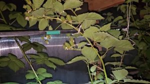 Ежевика Прайм Арк Фридом с не прищипнутой макушкой