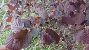 Фундук Ивантеевский красный. Состояние на 25.05.2025.