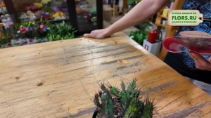 Эуфорбия Энопла. Колючие огурчики. Необычный суккулен