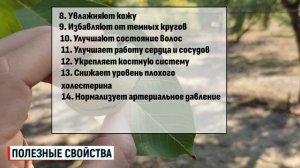 Грецкий орех польза и вред для здоровья / Грецкий орех